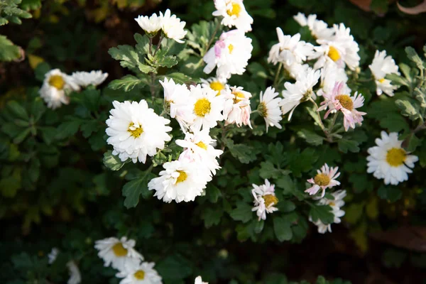 Κοντινό Πλάνο Όμορφα Λουλούδια Στον Κήπο — Φωτογραφία Αρχείου