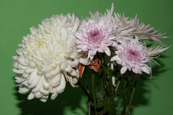 Gyönyörű Virágok Zöld Háttér — Stock Fotó