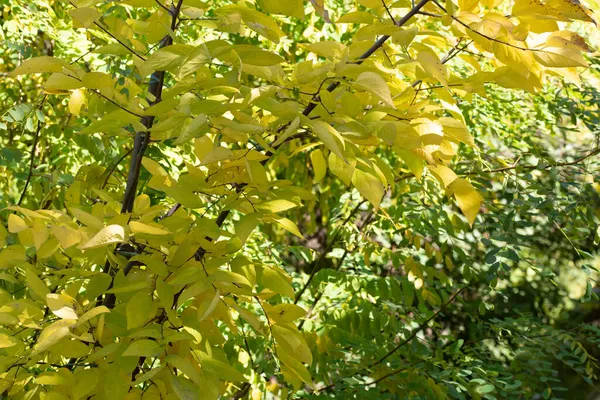 Autunno Alberi Sfondo Consistenza Dei Rami Degli Alberi Nel Parco — Foto Stock