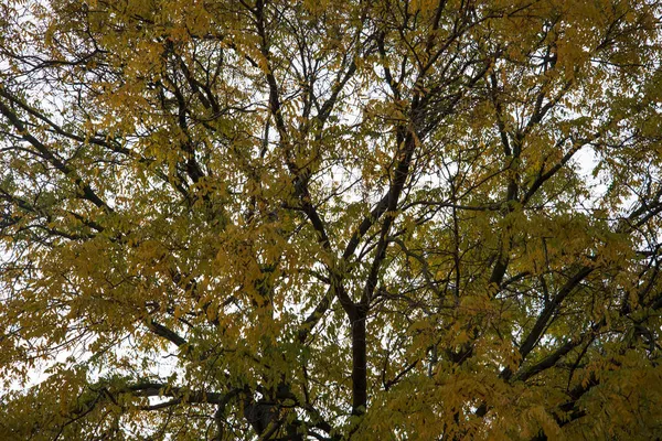 秋の木の背景 公園の木の枝の質感は — ストック写真