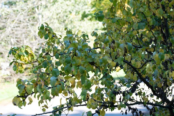 Φόντο Φθινοπωρινών Δέντρων Την Υφή Των Κλαδιών Των Δέντρων Στο — Φωτογραφία Αρχείου