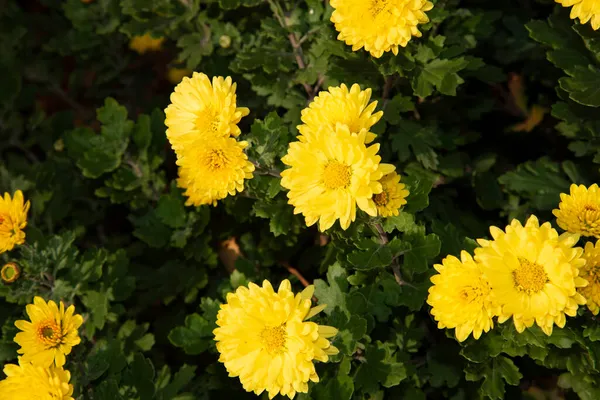 Beautiful Blooming Yellow Flowers Garden — Stock Photo, Image