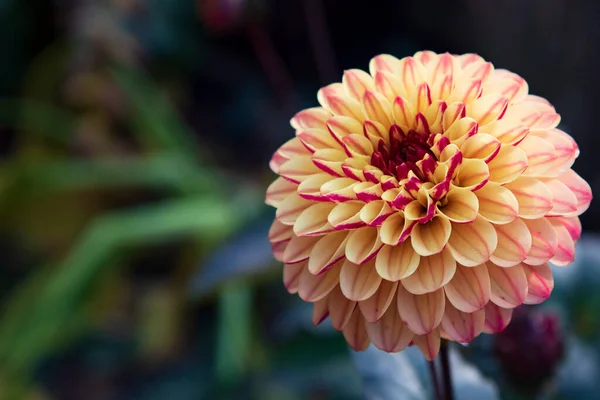 Nahaufnahme Von Bunt Blühenden Chrysanthemenblüten Schönheit Herbstliche Pflanze — Stockfoto