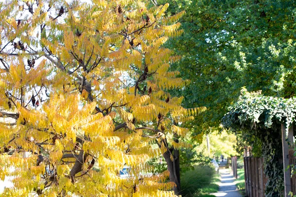 Herfst Bomen Achtergrond Textuur Van Takken Van Bomen Het Park — Stockfoto