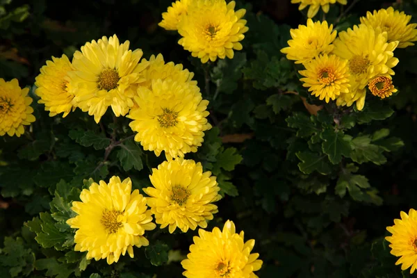 Красивые Цветущие Желтые Цветы Саду — стоковое фото