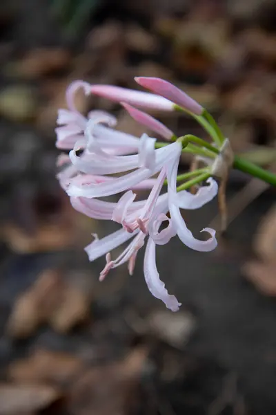 Ömt Rosa Blommor Trädgården — Stockfoto