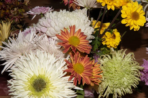 用五彩缤纷的菊花拍摄的特写照片 美丽的秋天植物 — 图库照片