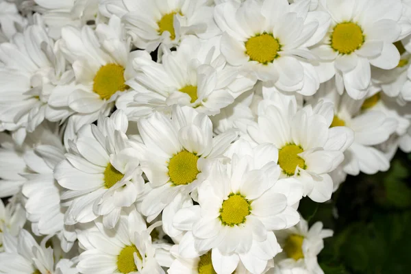 Close Shot Van Kleurrijke Bloeiende Chrysant Bloemen Schoonheid Herfstplanten — Stockfoto