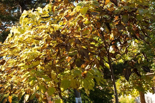 秋の木の背景 公園の木の枝の質感は — ストック写真