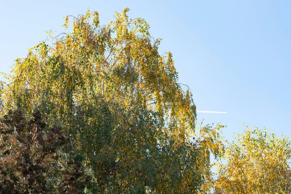 Mooie Herfstbomen Tegen Blauwe Lucht — Stockfoto