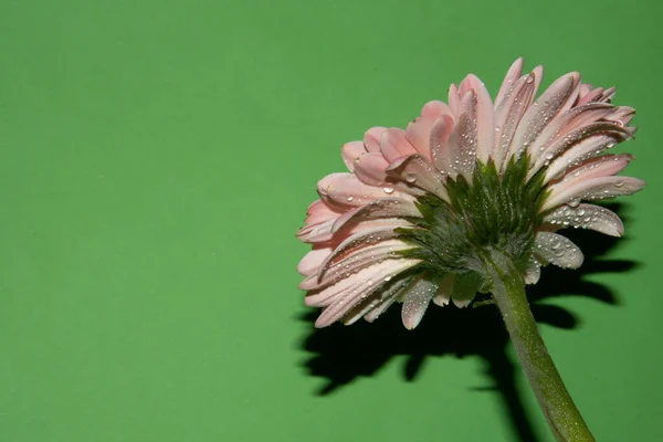 Hermosa Flor Gerberas Vista Cerca Concepto Floral — Foto de Stock