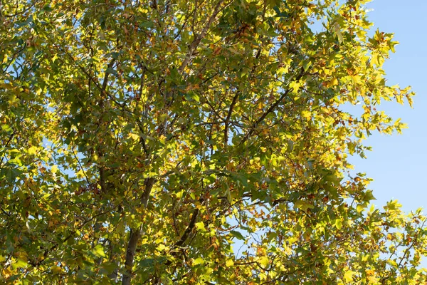 Herbst Bäume Hintergrund Die Textur Der Äste Der Bäume Park — Stockfoto