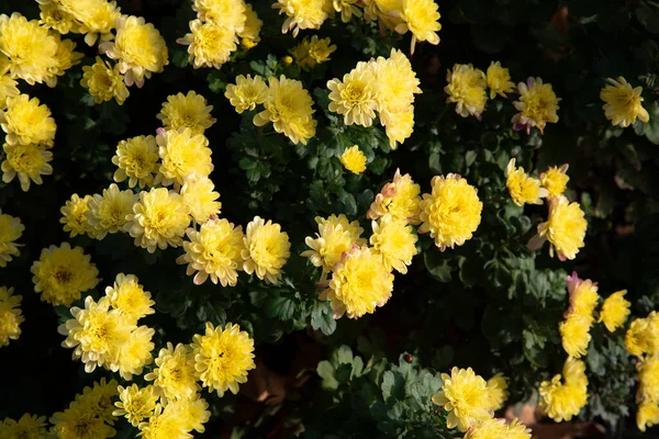 Bellissimi Fiori Gialli Fiore Giardino — Foto Stock