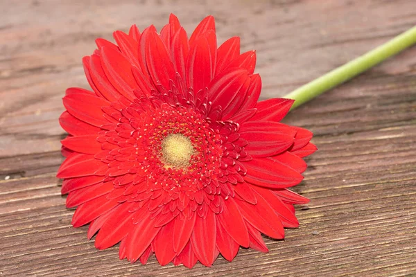 Hermosa Flor Gerberas Sobre Fondo Madera Concepto Floral —  Fotos de Stock