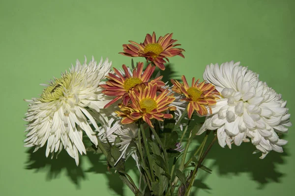 Mooie Bloemen Groene Achtergrond — Stockfoto
