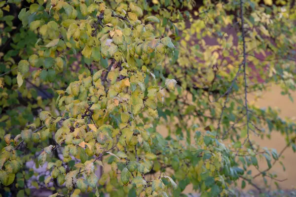Φόντο Φθινοπωρινών Δέντρων Την Υφή Των Κλαδιών Των Δέντρων Στο — Φωτογραφία Αρχείου
