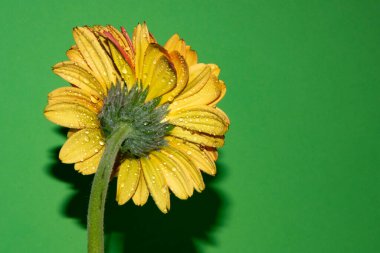Güzel Gerbera çiçeği, yakın görüş, çiçek konsepti
