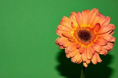 Güzel Gerbera çiçeği, yakın görüş, çiçek konsepti