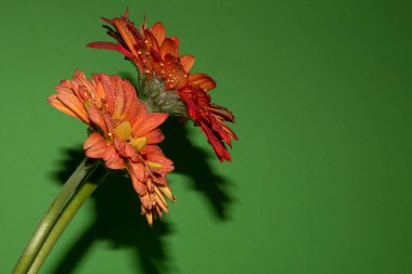 Güzel Gerbera çiçekleri, yakın görüş, çiçek konsepti