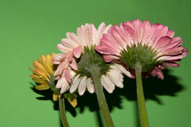 Güzel Gerbera çiçekleri, yakın görüş, çiçek konsepti