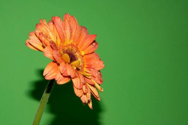 Güzel Gerbera çiçeği, yakın görüş, çiçek konsepti