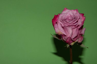 Güzel gül, yakın plan, çiçek konsepti