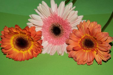 Güzel Gerbera çiçekleri, yakın görüş, çiçek konsepti