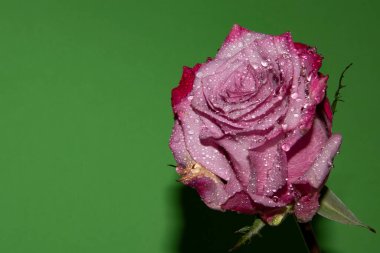 Güzel gül, yakın plan, çiçek konsepti