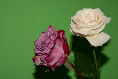 Güzel gül, yakın plan, çiçek konsepti