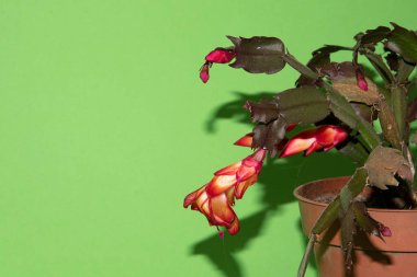 Renkli sonbahar çiçekleri, yakın çekim 