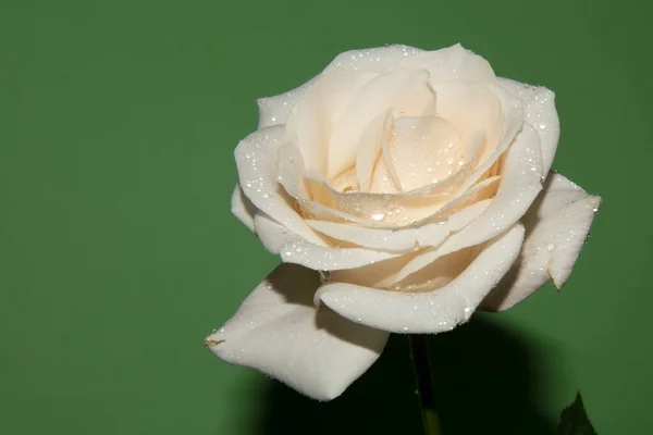 Hermosa Flor Rosa Fondo Verde —  Fotos de Stock
