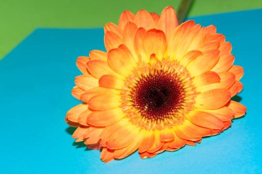 Renkli çiçek açan kasımpatı çiçeğinin yakın plan çekimi. Güzel sonbahar bitkisi