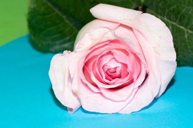 Güzel gül, yakın plan, çiçek konsepti