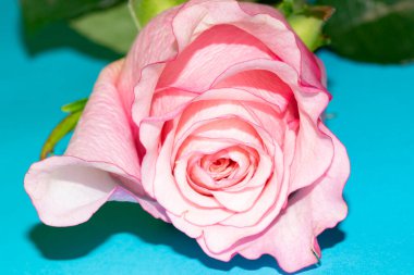 Güzel gül, yakın plan, çiçek konsepti