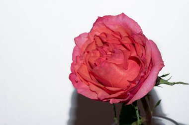 Güzel gül, yakın plan, çiçek konsepti