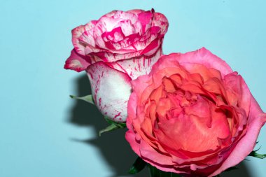 Güzel güller. Çiçek konsepti.