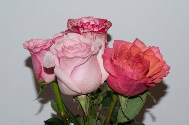 Güzel güller. Çiçek konsepti.