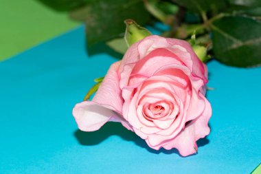 Güzel gül, yakın plan, çiçek konsepti