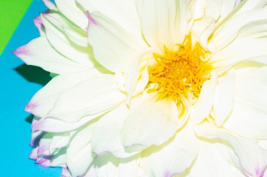 Taze renkli çiçeğin yakın plan çekimi.