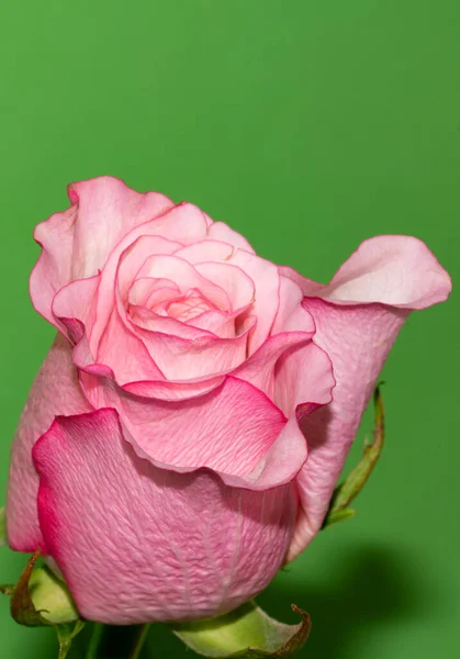 Красивая Роза Крупным Планом Цветочная Концепция — стоковое фото