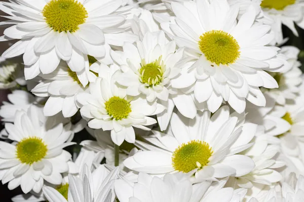 Barevné Podzimní Květiny Detailní Záběr — Stock fotografie