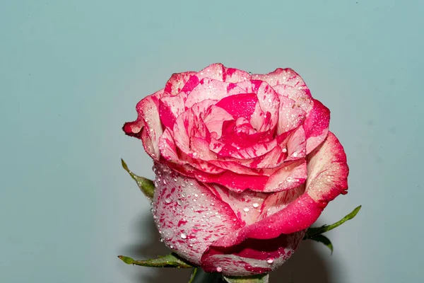Gyönyörű Rózsa Közelről Virágos Koncepció — Stock Fotó