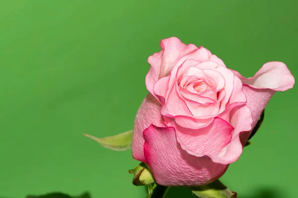Красива Троянда Крупним Планом Квіткова Концепція — стокове фото