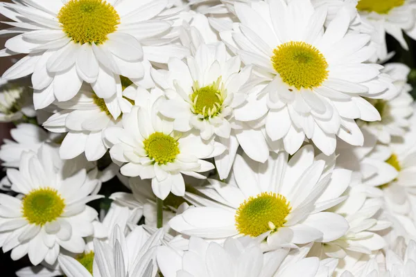 Weiße Gänseblümchenblümchen Nahsicht — Stockfoto