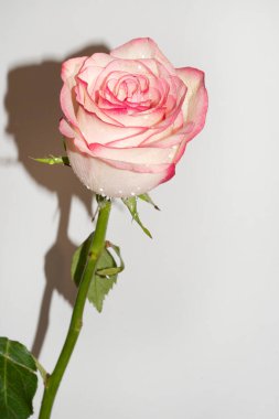 Güzel narin gül, yakın manzara.