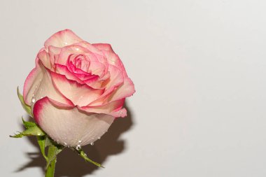 Güzel narin gül, yakın manzara.