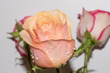 Güzel yumuşak güller, yakın manzara