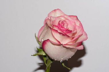 Güzel narin gül, yakın manzara.