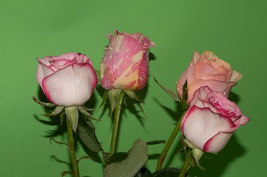 Güzel yumuşak güller, yakın manzara