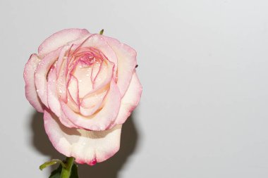 Güzel narin gül, yakın manzara.